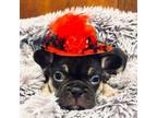 French Bulldog Puppy for sale in Roseburg, OR, USA