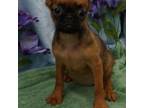Brussels Griffon Puppy for sale in Pierce City, MO, USA