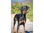 Adopt Moose a Black - with Tan, Yellow or Fawn Doberman Pinscher / Mixed dog in