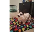 Adopt Mabel a Rhinelander rabbit in Grand Rapids, MI (40921405)
