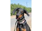 Adopt Chester a Black - with Tan, Yellow or Fawn Doberman Pinscher / Mixed dog