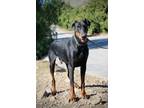 Adopt Jules a Black - with Tan, Yellow or Fawn Doberman Pinscher / Mixed dog in