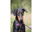 Adopt Gregory a Black - with Tan, Yellow or Fawn Doberman Pinscher / Mixed dog