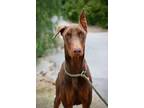 Adopt Chance a Brown/Chocolate - with Tan Doberman Pinscher / Mixed dog in