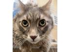 Adopt Jasper a Domestic Mediumhair / Mixed cat in Spokane Valley, WA (40921277)