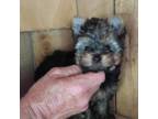 Yorkshire Terrier Puppy for sale in Jamestown, TN, USA