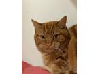 Adopt Zero a Orange or Red Domestic Shorthair / Domestic Shorthair / Mixed cat