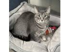 Adopt Dyna a Gray or Blue Domestic Shorthair / Domestic Shorthair / Mixed cat in