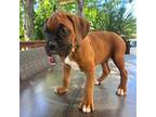 Boxer Puppy for sale in Glenn, CA, USA