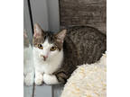 Adopt Moe a White Domestic Shorthair / Domestic Shorthair / Mixed cat in Fort
