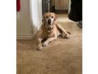Adopt Oscar a Tan/Yellow/Fawn Labrador Retriever / Mixed dog in Los Angeles