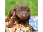 Doberman Pinscher Puppy for sale in Kendallville, IN, USA