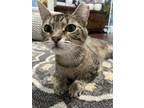 Adopt Holly a Brown Tabby Domestic Shorthair (short coat) cat in Phila
