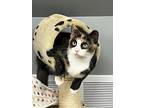 Adopt Turtle a Calico or Dilute Calico Domestic Shorthair cat in Brighton