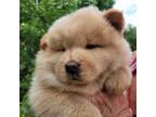 Chow Chow Puppy for sale in Wichita, KS, USA