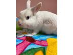 Adopt Jim a White Satin / Mixed (short coat) rabbit in Key West, FL (40549888)