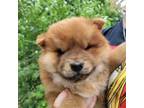 Chow Chow Puppy for sale in Wichita, KS, USA