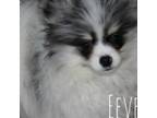 Pomeranian Puppy for sale in Lakeside, TX, USA