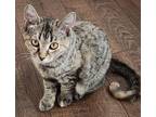 Adopt Phoebe a Orange or Red Tabby Tabby (short coat) cat in Mollusk