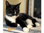 Adopt Jax a Black & White or Tuxedo Domestic Shorthair (short coat) cat in