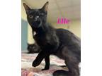 Adopt Elle a Black (Mostly) Domestic Shorthair (short coat) cat in schenectady