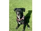 Adopt Dr Martens a Black - with White Labrador Retriever / Rottweiler dog in