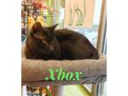 Adopt Xbox a All Black Domestic Shorthair (short coat) cat in schenectady