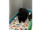 Adopt Salem a All Black Domestic Shorthair / Mixed cat in Pittsburgh