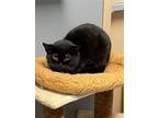 Adopt Tilly a All Black Domestic Shorthair / Mixed cat in Pittsburgh