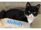 Adopt Melody a Black & White or Tuxedo Domestic Shorthair (short coat) cat in