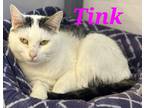 Adopt Tink a White (Mostly) Domestic Shorthair (short coat) cat in schenectady