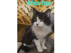 Adopt Maxine a Black & White or Tuxedo Domestic Longhair (long coat) cat in