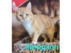Adopt Sampson a Orange or Red Tabby Domestic Shorthair (short coat) cat in