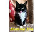 Adopt Momma Mia a Black & White or Tuxedo Domestic Longhair (long coat) cat in