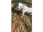 Adopt Francis a White Labrador Retriever / Mixed dog in Florence, AL (39826302)