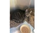Adopt Buzz a Domestic Shorthair / Mixed cat in Tenafly, NJ (40919244)