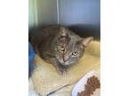 Adopt Squeak a Domestic Shorthair / Mixed cat in Tenafly, NJ (40919240)