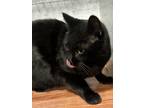 Adopt Batmite a All Black Domestic Shorthair (short coat) cat in Temperance
