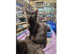 Adopt Ozmerelda a Black & White or Tuxedo Domestic Mediumhair (long coat) cat in