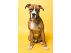 Adopt Hercules 'Boxer' a Brown/Chocolate Boxer / Mixed dog in Santa Paula