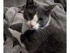 Adopt August a Gray or Blue Domestic Shorthair (short coat) cat in Davidson