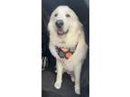 Adopt Olympus a White Great Pyrenees / Mixed dog in Norco, CA (40918505)