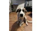 Adopt Clyde a White St. Bernard / Mixed dog in Spruce Grove, AB (40918322)