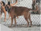 Adopt Chevy a Tan/Yellow/Fawn Shepherd (Unknown Type) / Belgian Malinois / Mixed