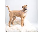 Adopt Bonnie a Brown/Chocolate Black Mouth Cur / Mixed dog in Bedford