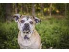 Adopt Otto a Tan/Yellow/Fawn Pug / Mixed dog in Houston, TX (34406781)
