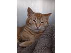 Adopt Usher a Orange or Red Domestic Shorthair / Mixed Breed (Medium) / Mixed