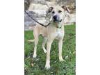 Adopt Captain a Tan/Yellow/Fawn Labrador Retriever / Mixed dog in San Antonio