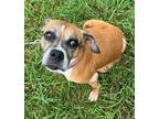 Adopt Clarabell a Boxer / Mixed dog in Richmond, VA (39505323)