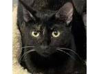Adopt Shy a Black (Mostly) Domestic Shorthair cat in Brighton, MI (39924173)